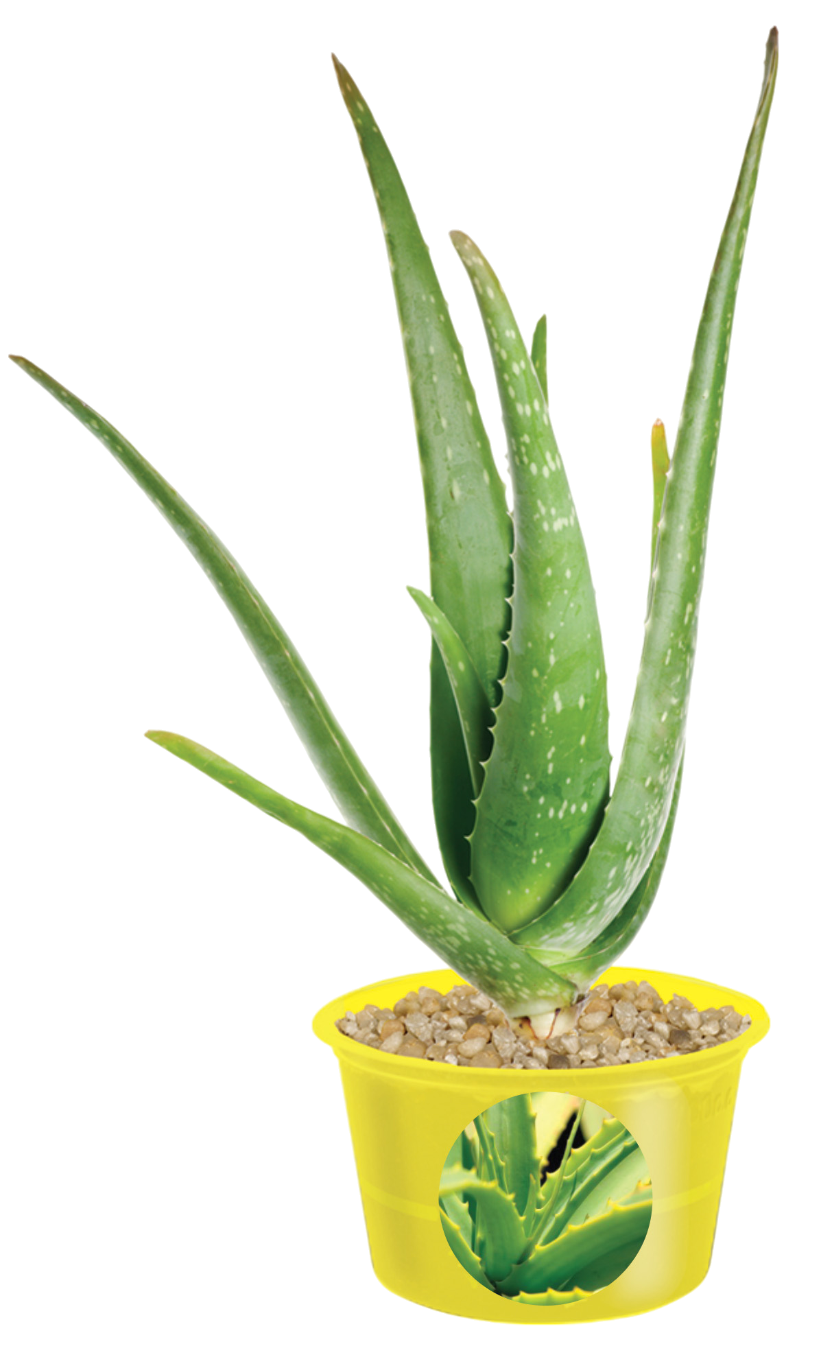 Eco Seed Sprouts Aunt Annie Aloe - Multipack of 5