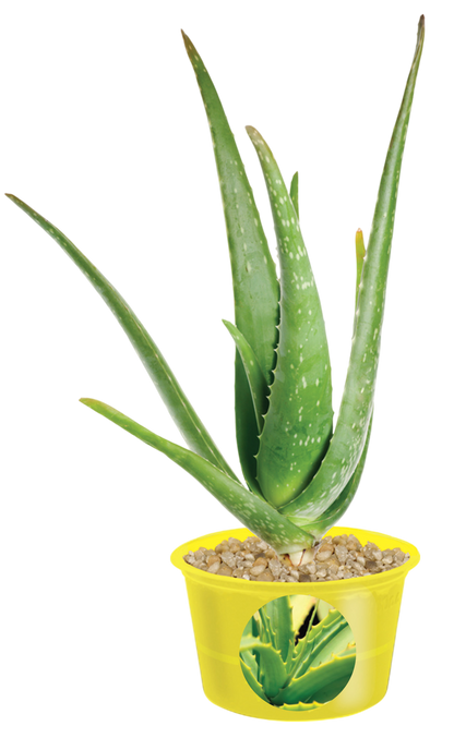 Eco Seed Sprouts Aunt Annie Aloe - Multipack of 5