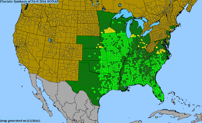 Rattlesnake Master Seeds, EastMichNatives