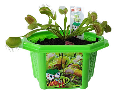 Fred 'The Ferocious' Flytrap Micro Dome Terrarium
