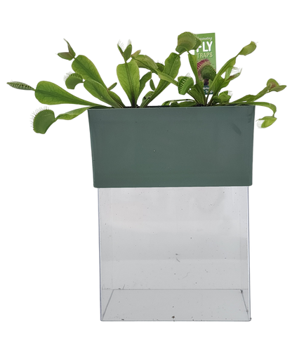 Venus Fly Trap Seed Square Terrarium