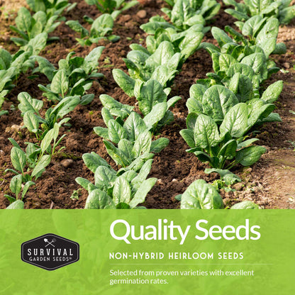 Greens Seeds Collection – 5 Heirloom Leafy Superfoods for Year-Round Growing Indoors or Outdoors