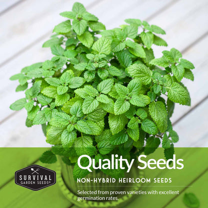 Herb Seeds Variety Pack – 5 Essential Culinary Herbs for Indoor or Outdoor Growing (Basil, Cilantro, Dill, Parsley & Lemon Balm) – Heirloom Non-GMO Garden Starter Kit