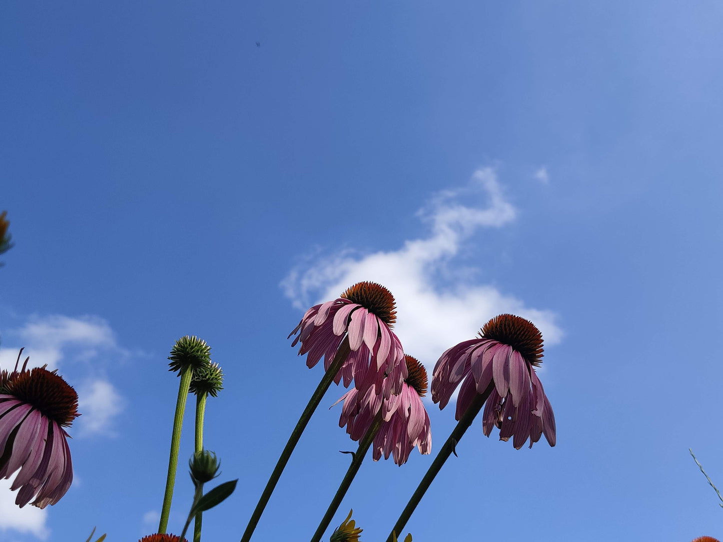 Purple Coneflower Seeds, EastMichNatives