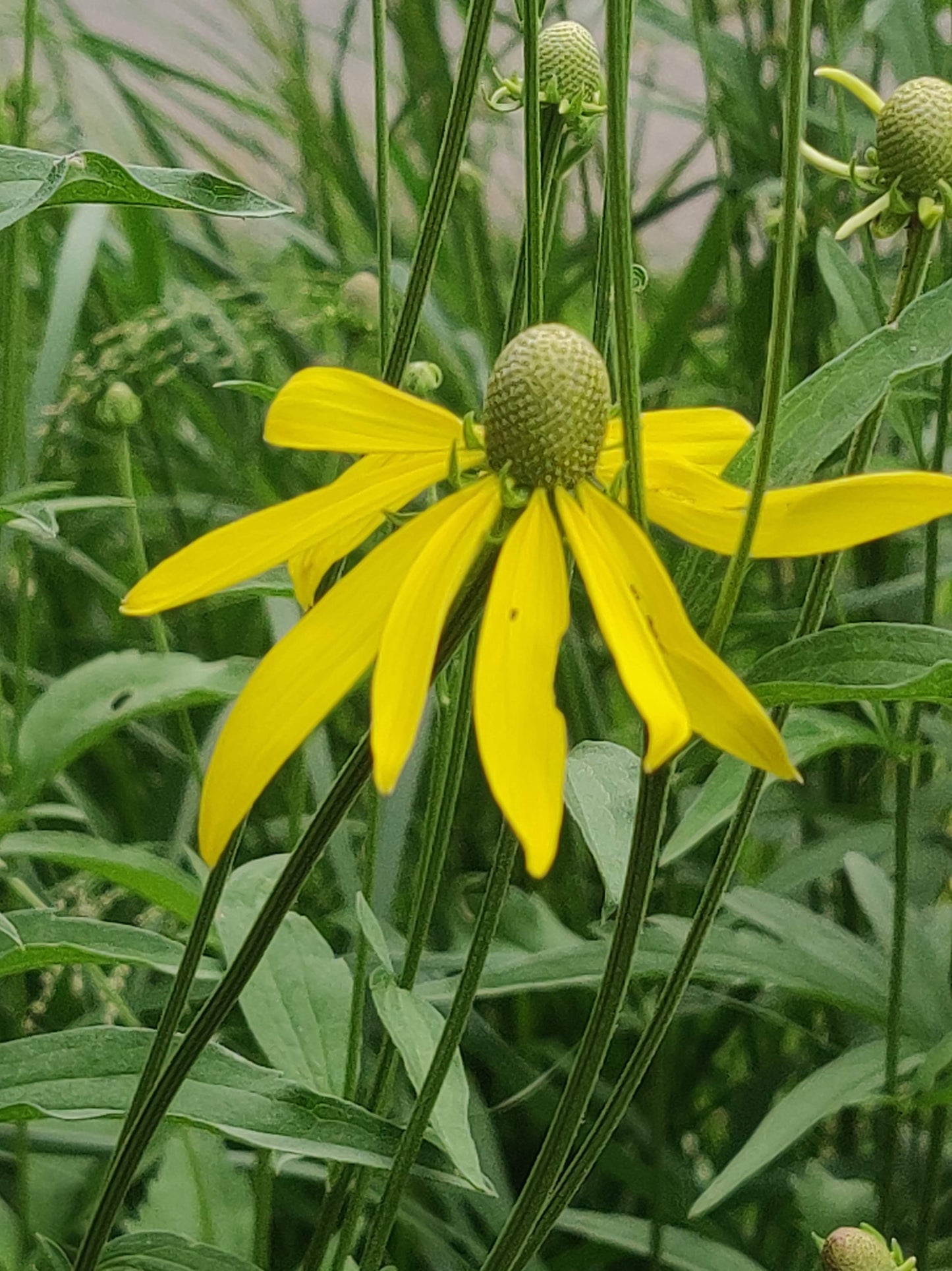 Yellow/Gray-Headed Coneflower Seeds, EastMichNatives