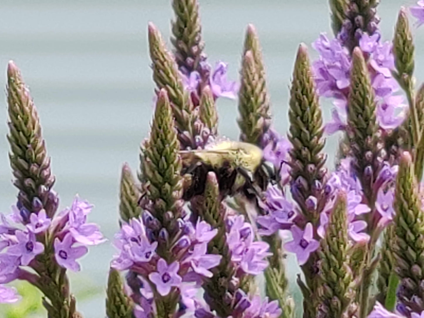 Blue Vervain Seeds, EastMichNatives