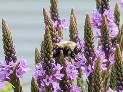 Blue Vervain Seeds, EastMichNatives