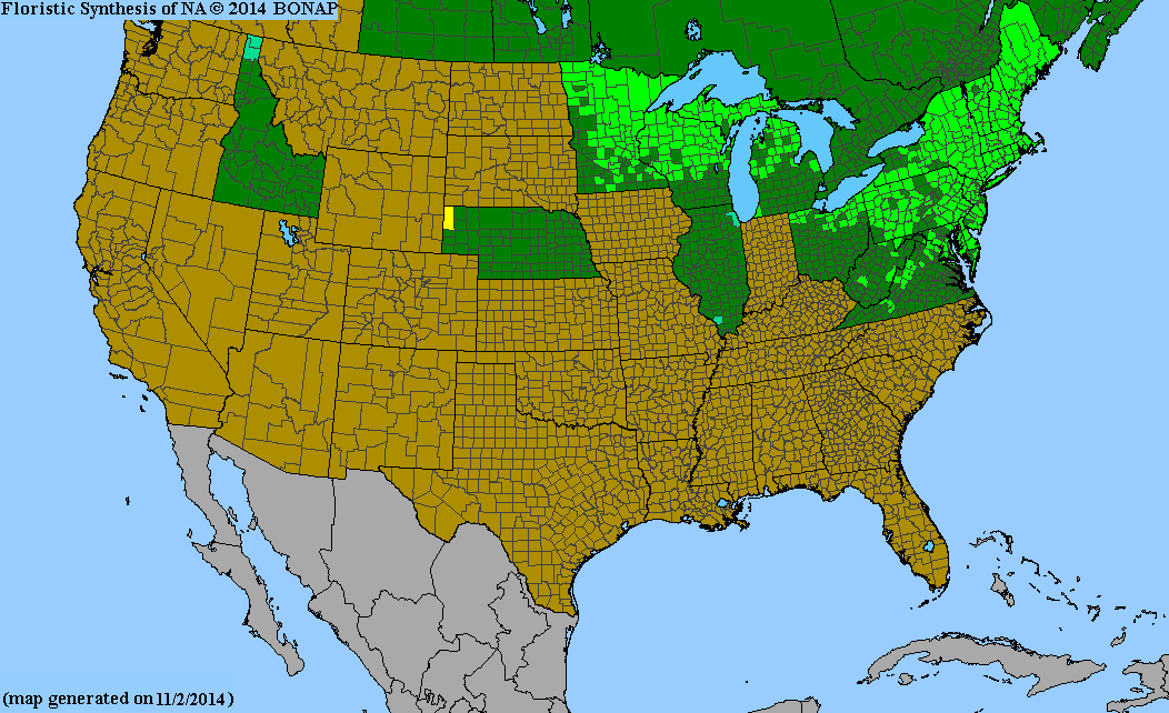 Northern Blue Flag Iris Seeds, EastMichNatives
