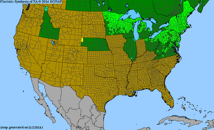 Northern Blue Flag Iris Seeds, EastMichNatives