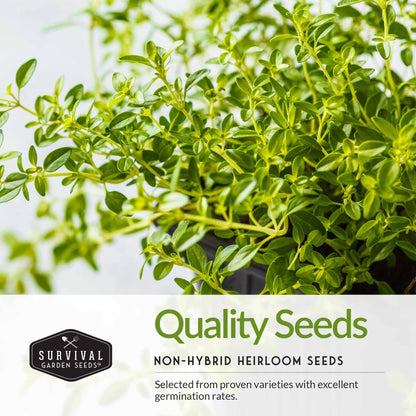 Italian Herb Seeds Collection – Genovese Basil, Oregano, Thyme, Sage, and Flat-Leaf Parsley for Indoor or Outdoor Culinary Gardens