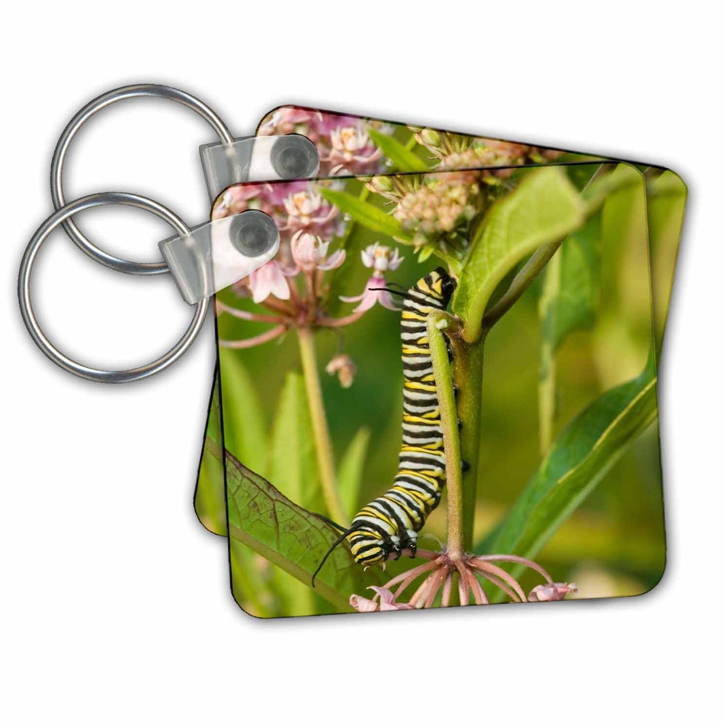 3dRose Key Chains Monarch caterpillar on Swamp Milkweed, Marion Co. IL (kc-207480-1)