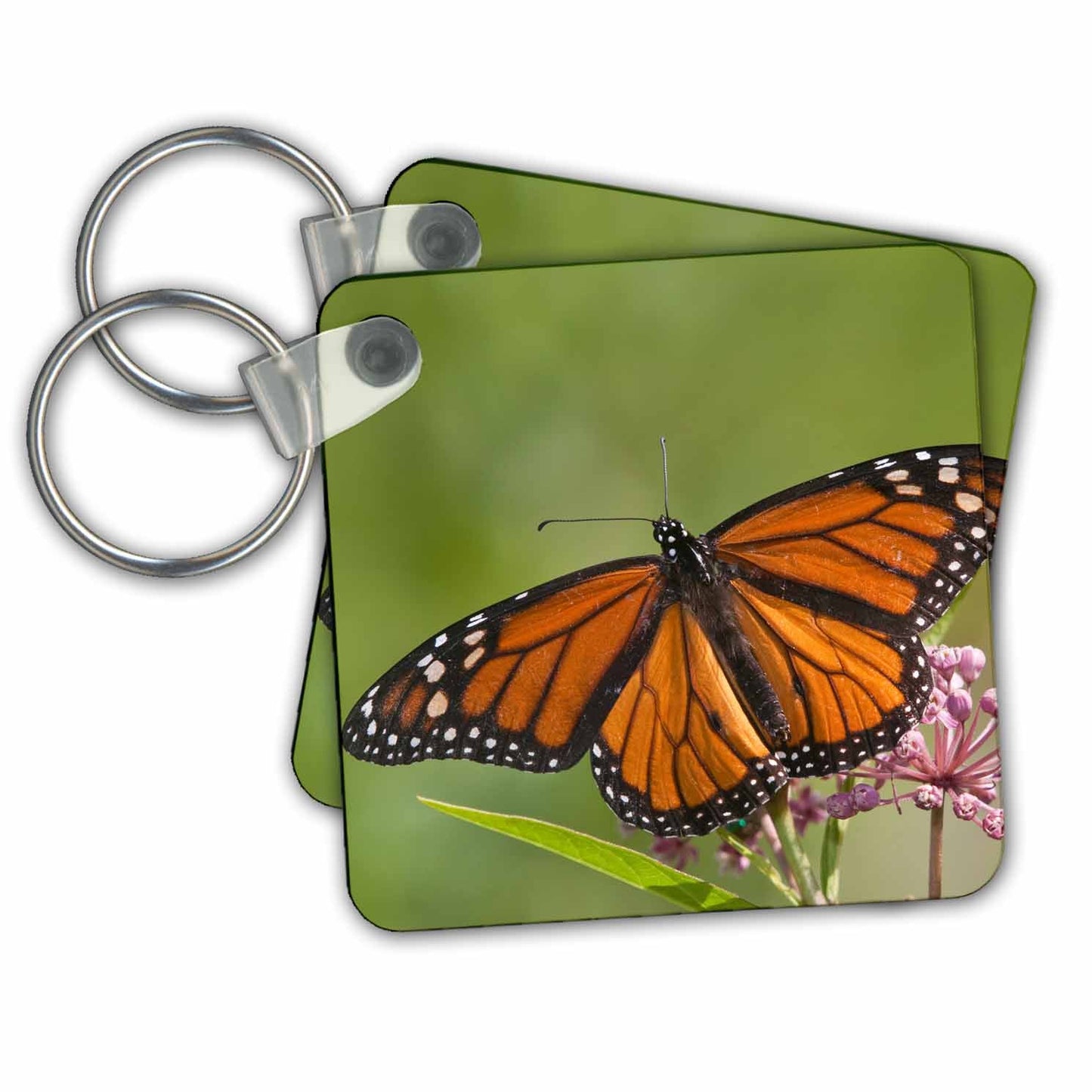 3dRose Key Chains Monarch Butterfly on Swamp Milkweed, Marion Co. IL (kc-207939-1)