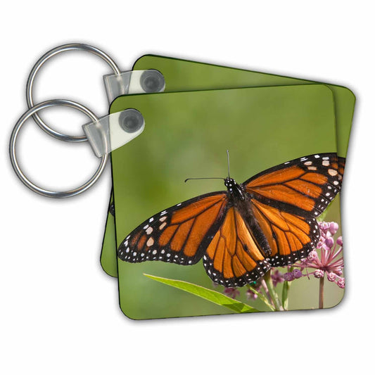3dRose Key Chains Monarch Butterfly on Swamp Milkweed, Marion Co. IL (kc-207939-1)