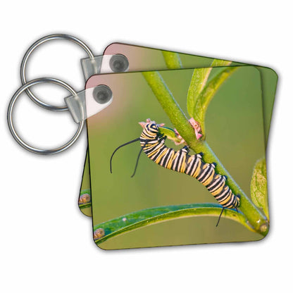 3dRose Key Chains Monarch caterpillar on Swamp Milkweed, Marion Co. IL (kc-208541-1)