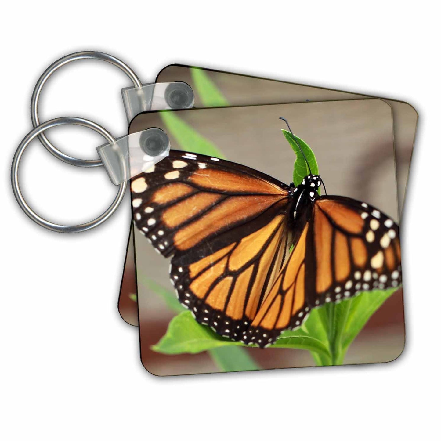 3dRose Key Chains Macro photograph of a female monarch resting on tropical milkweed. (kc-323027-1)