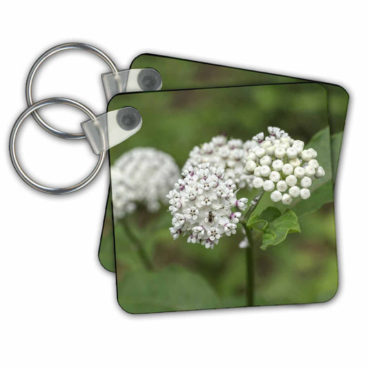 Key Chain - Redring milkweed, white-flowered milkweed, Mammoth Cave NP, Kentucky Flowers