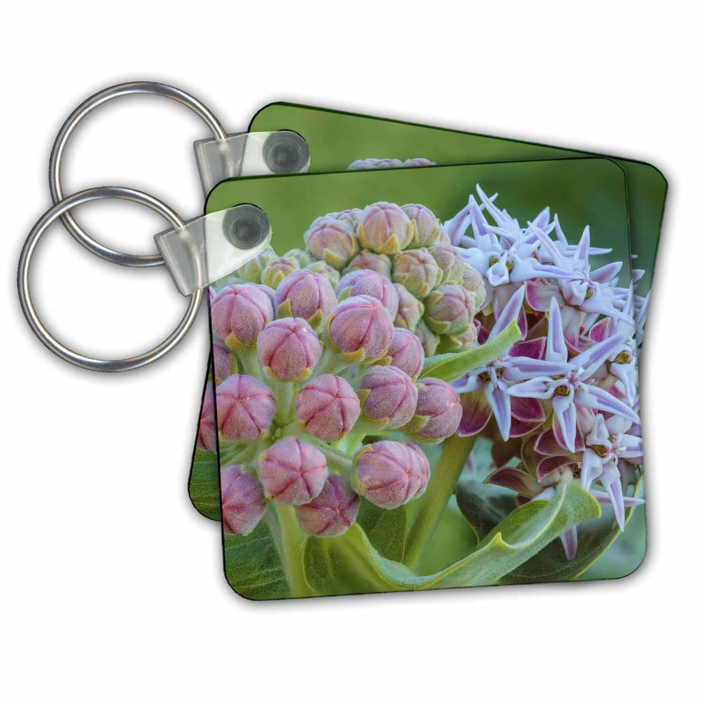 Key Chain - Milkweed flowering at Makoshika SP in Glendive, Montana, USA Flowers