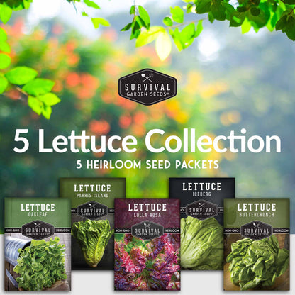 Lettuce Seed Collection – 5 Heirloom Varieties for Year-Round Harvest | Buttercrunch, Oakleaf, Lolla Rosa, Iceberg & Parris Island