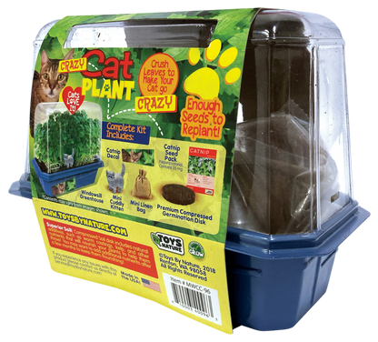 Crazy Cat Plant Mini World Terrarium