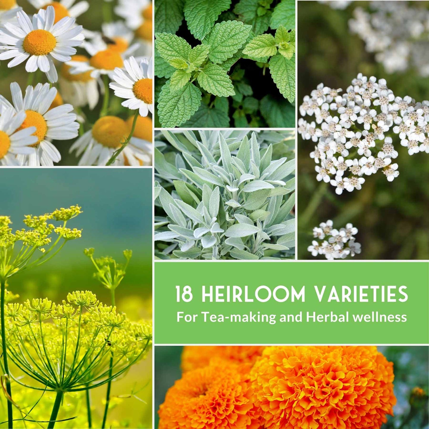 Medicinal Herb Seeds Collection – 18 Heirloom Non-GMO Herbs for Wellness, Tea & Home Apothecary Gardens (Lavender, Chamomile, Echinacea, Peppermint, Sage & More)