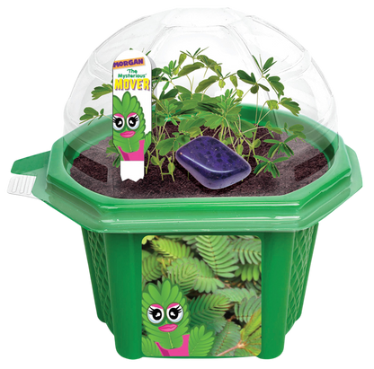 Morgan 'The Mysterious' Mover Micro Dome Terrarium