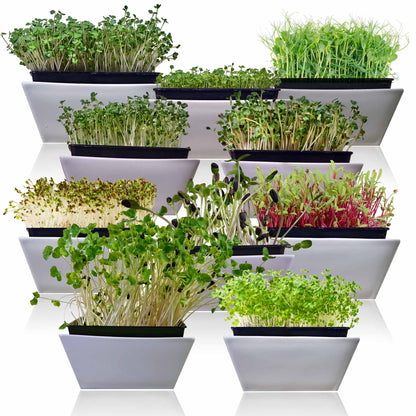 10-Variety Heirloom Microgreen Seed Pack – Non-GMO Seeds for Indoor Growing, Sprouting & Year-Round Nutrition