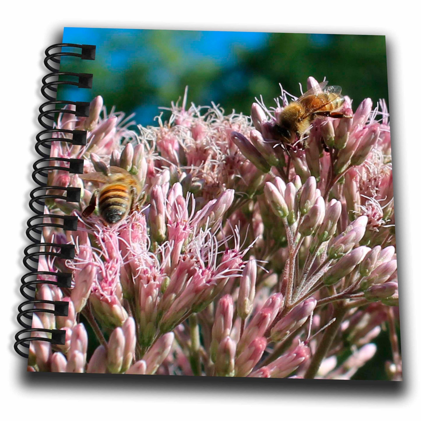 3dRose Cassie Peters Bees - Honey Bees on Swamp Milkweed - Drawing Books (db_326239)
