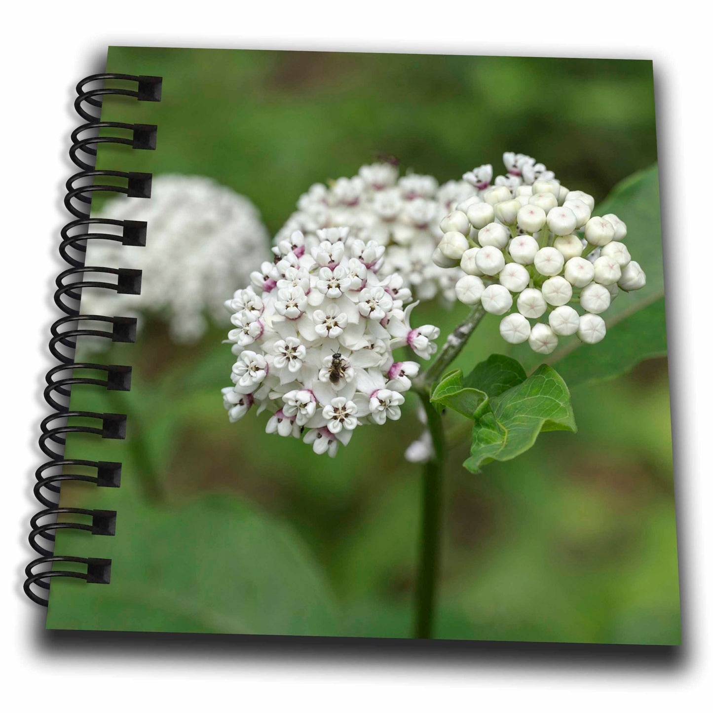 3dRose Redring Milkweed, White-Flowered Milkweed, Mammoth Cave NP,... - Drawing Books (db_331459)