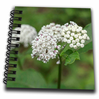 3dRose Redring Milkweed, White-Flowered Milkweed, Mammoth Cave NP,... - Drawing Books (db_331459)