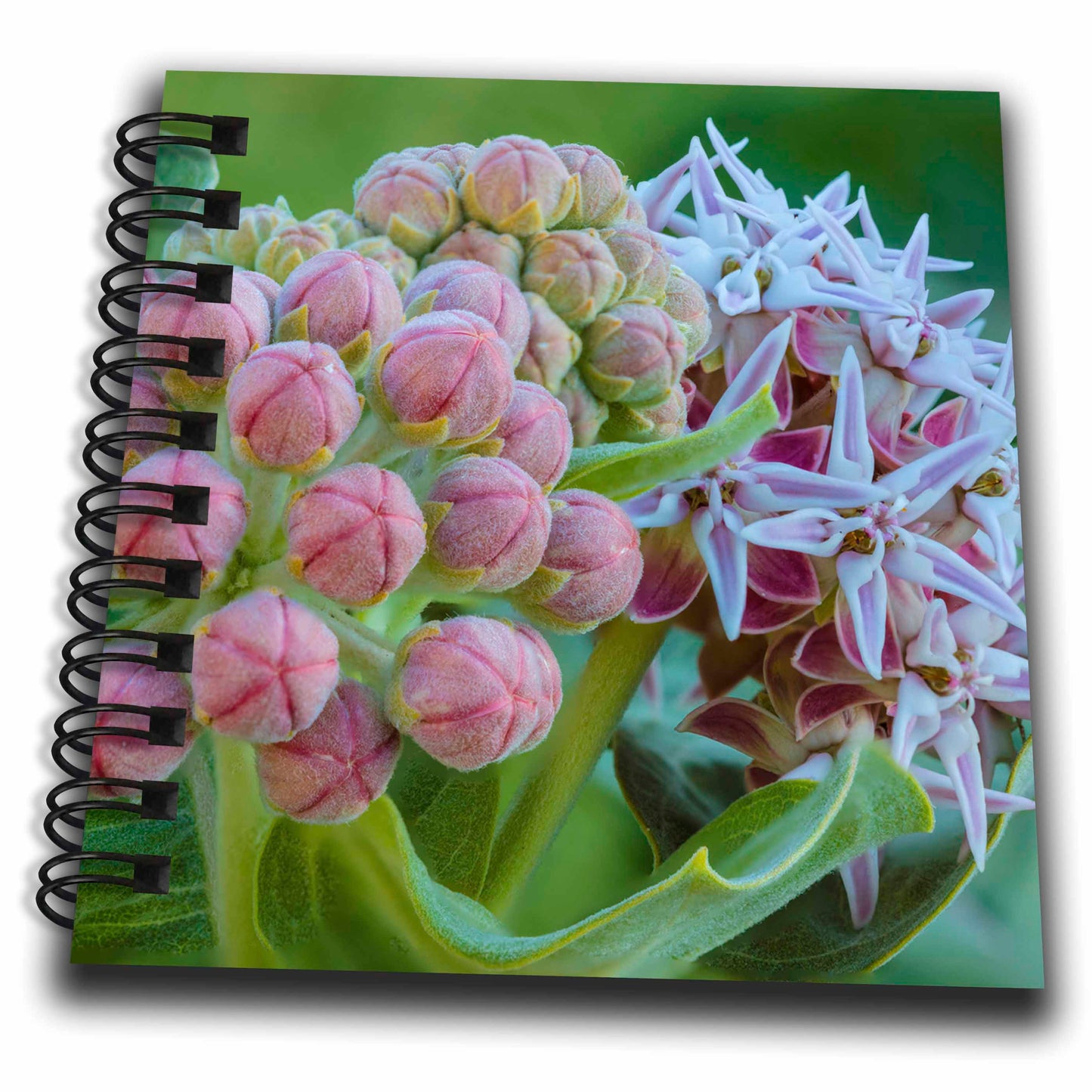 3dRose Milkweed flowering at Makoshika SP in Glendive, Montana, USA - Drawing Books (db_331668)