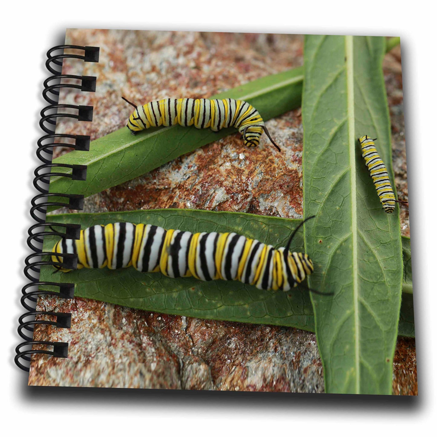 3dRose Photo of different stages of monarch caterpillars on milkweed... - Drawing Books (db_335391)