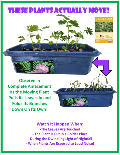 The Astounding Moving Plant Sprouter Terrarium