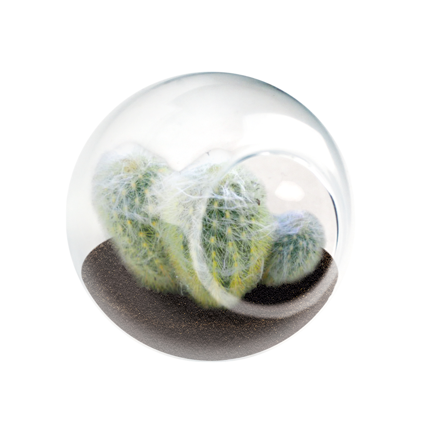 Flowering Cacti Tiny Terrariums Bundle - 2 each of 3 Varieties