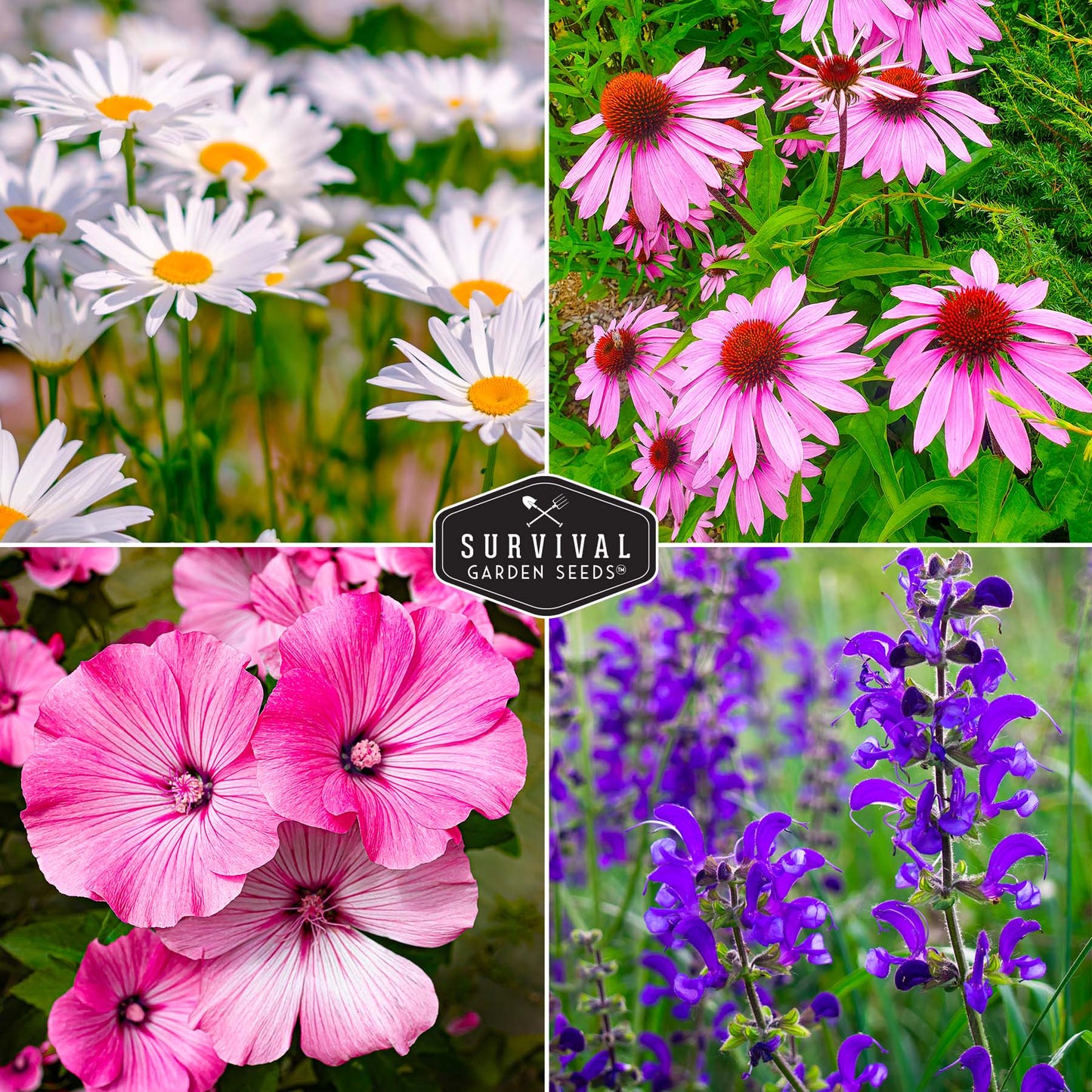 Perennial Flower Seed Collection – Non-GMO Heirloom Blooms for Pollinator Gardens, Borders & Year-Round Color