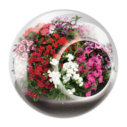Flowering Tiny Terrariums Bundle - 1 each of 6 Varieties