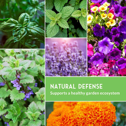 Pest Defense Seed Collection – 6 Heirloom Herbs & Flowers for Natural Garden Protection