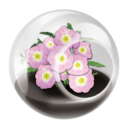 Flowering Tiny Terrariums Bundle - 1 each of 6 Varieties