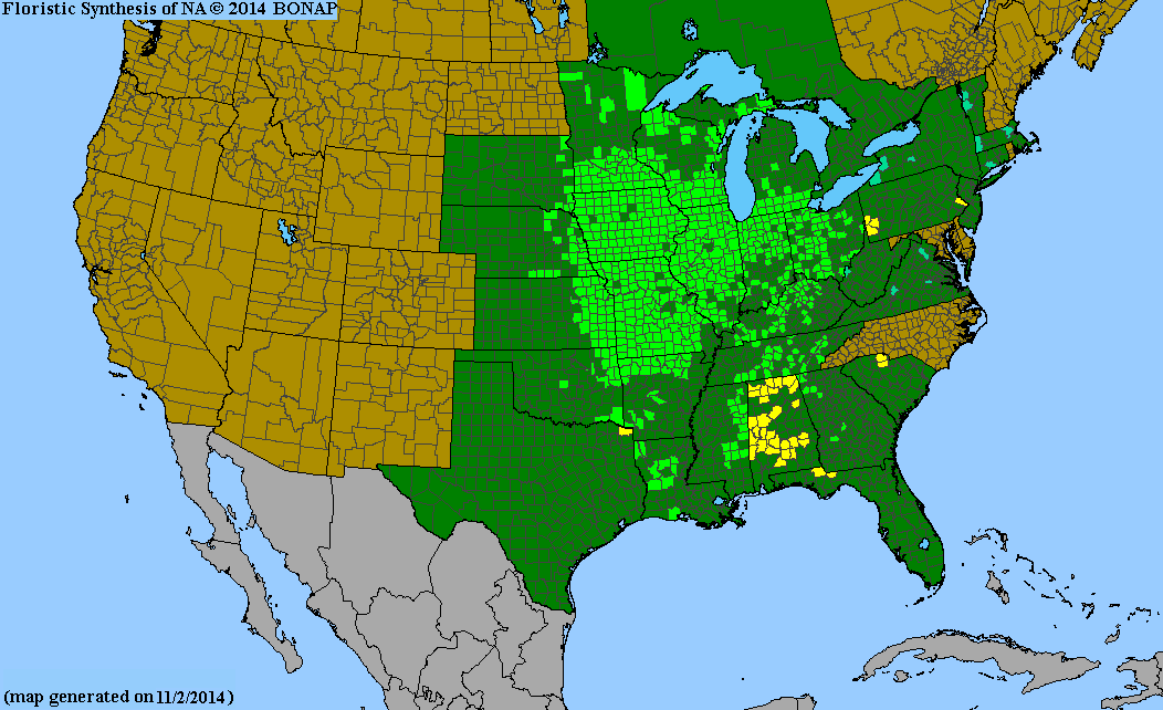 Yellow/Gray-Headed Coneflower Seeds, EastMichNatives