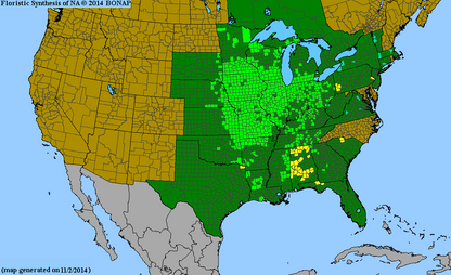 Yellow/Gray-Headed Coneflower Seeds, EastMichNatives