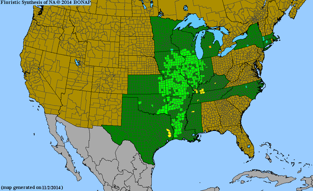 Sweet Black Eyed Susan Seeds, EastMichNatives