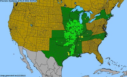 Sweet Black Eyed Susan Seeds, EastMichNatives