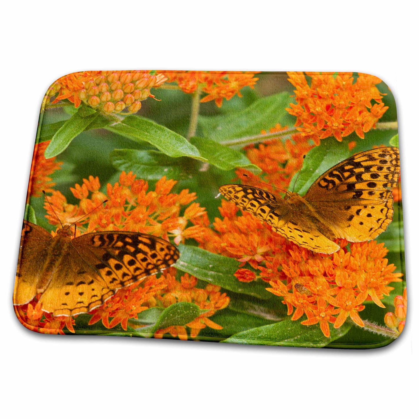 3dRose Great Spangled Fritillaries on Butterfly Milkweed - MO - Dish Drying Mats (ddm-206787)