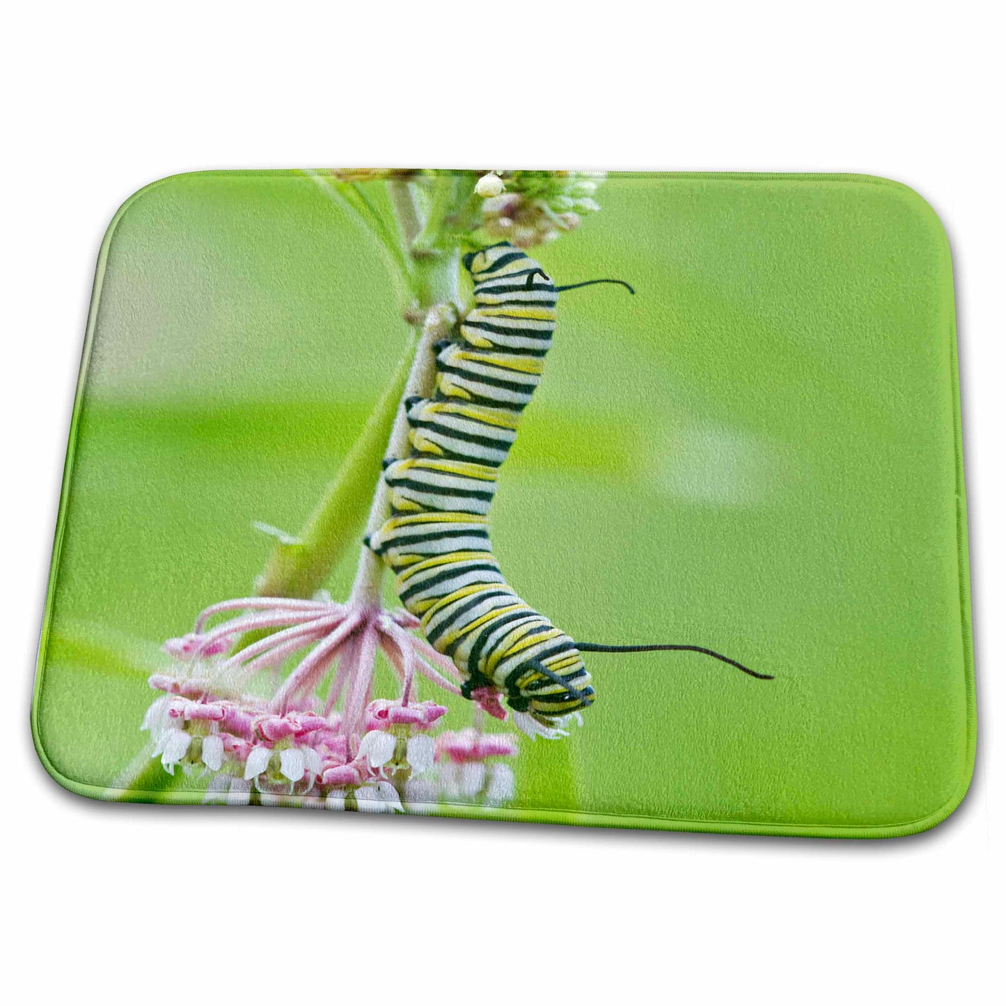 Dish Drying Mat - Monarch butterfly caterpillar on Swamp Milkweed, Marion Co. IL Caterpillars