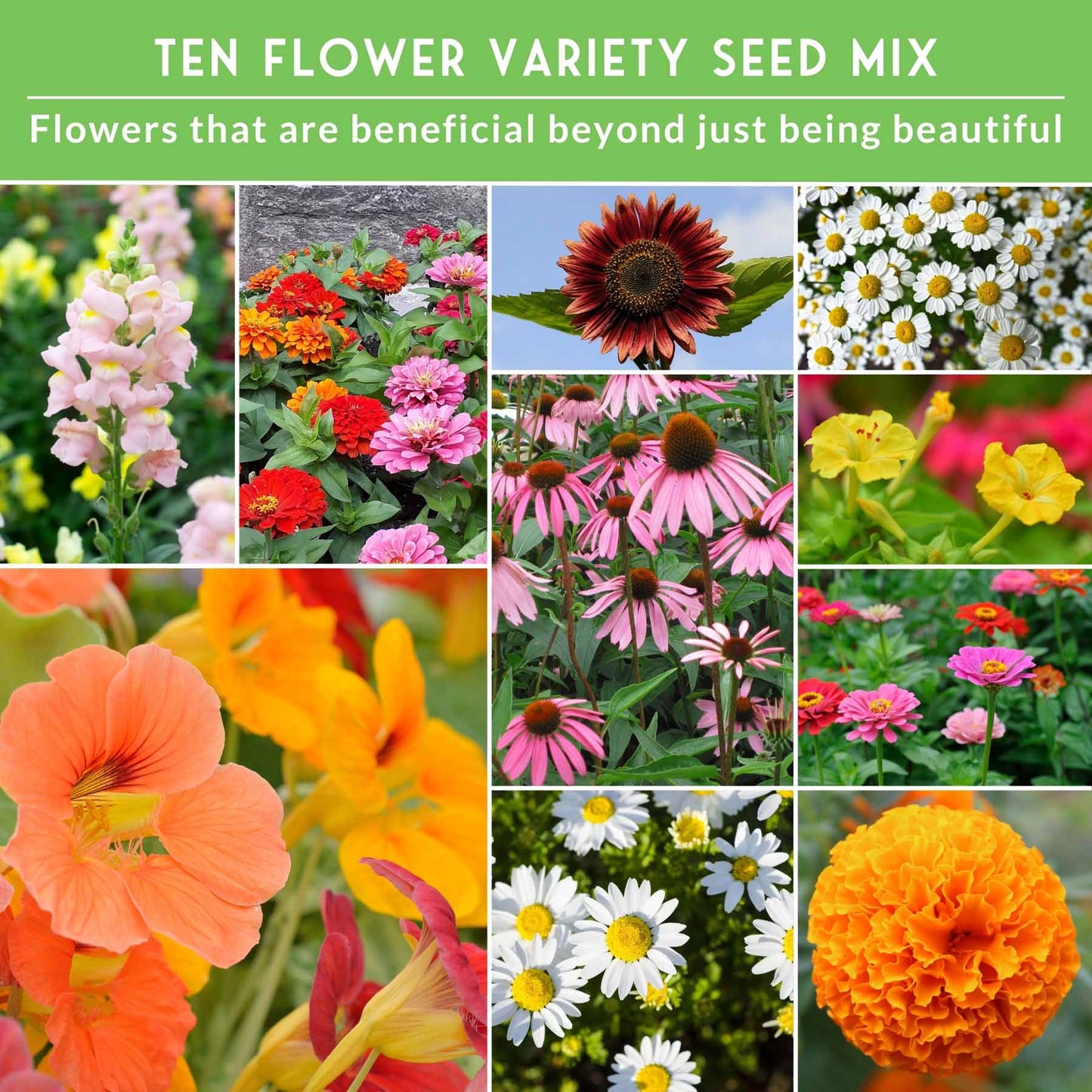 10-Variety Heirloom Flower Seed Collection – Non-GMO Annuals & Perennials for Colorful, Pollinator-Friendly Gardens