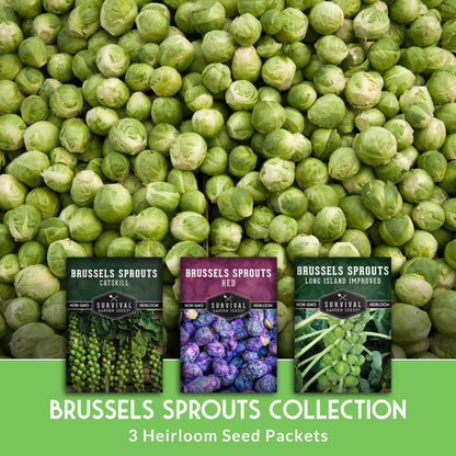 Brussels Sprouts Seed Collection – Red, Catskill & Long Island Improved Heirlooms for Cool-Season Harvests