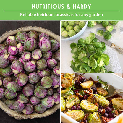 Brussels Sprouts Seed Collection – Red, Catskill & Long Island Improved Heirlooms for Cool-Season Harvests