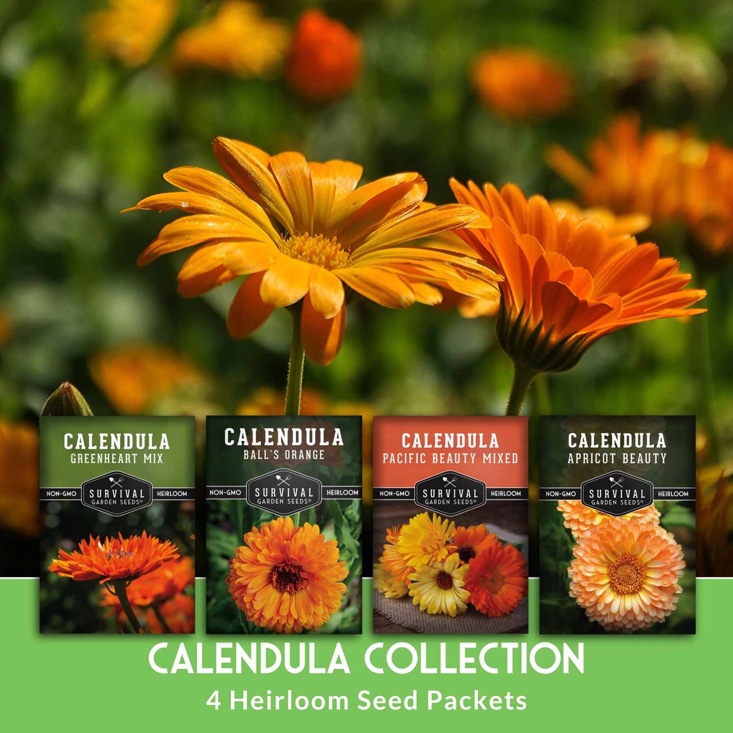 Calendula Seed Collection – Pacific Beauty, Apricot Beauty, Balls Orange & Greenheart for Colorful, Herbal Blooms