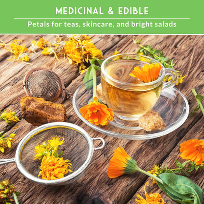 Calendula Seed Collection – Pacific Beauty, Apricot Beauty, Balls Orange & Greenheart for Colorful, Herbal Blooms