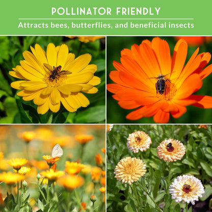 Calendula Seed Collection – Pacific Beauty, Apricot Beauty, Balls Orange & Greenheart for Colorful, Herbal Blooms
