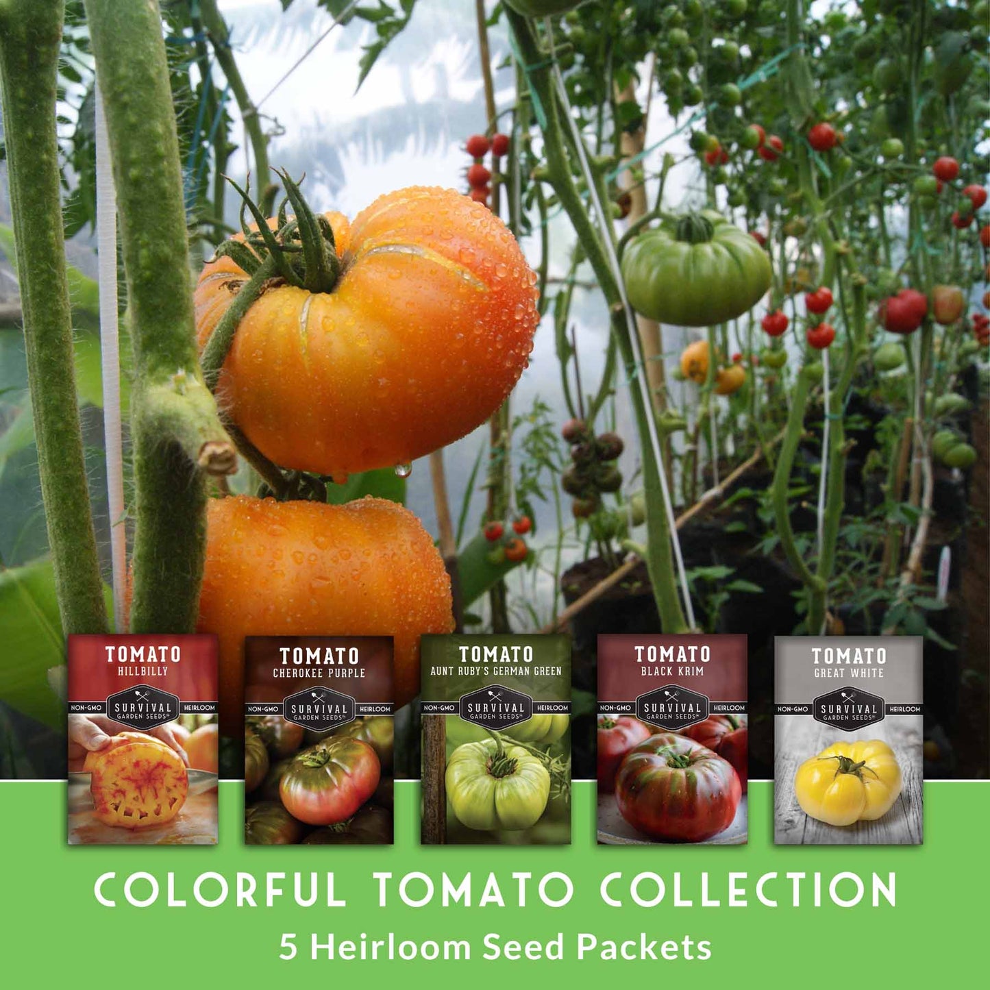Colorful Tomato Seed Collection – Heirloom Rainbow Mix for Unique Flavors, Slicing & Summer Harvests
